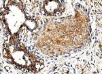 MORC3 Antibody in Immunohistochemistry (Paraffin) (IHC (P))