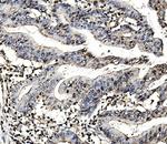 MORC3 Antibody in Immunohistochemistry (Paraffin) (IHC (P))