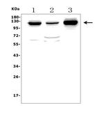 MORC3 Antibody in Western Blot (WB)