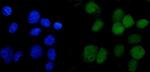 ANAPC2 Polyclonal Antibody