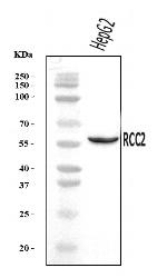 RCC2 Antibody in Western Blot (WB)