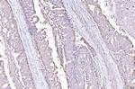 PLP2 Polyclonal Antibody