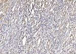 PLP2 Antibody in Immunohistochemistry (Paraffin) (IHC (P))