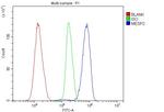 MESP2 Antibody in Flow Cytometry (Flow)