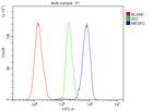 MESP2 Antibody in Flow Cytometry (Flow)