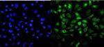 MESP2 Polyclonal Antibody