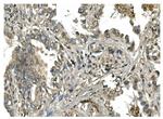MESP2 Antibody in Immunohistochemistry (Paraffin) (IHC (P))