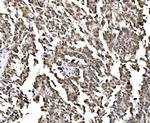 NOLA1 Antibody in Immunohistochemistry (Paraffin) (IHC (P))