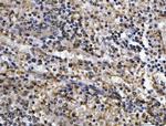 CEP250 Antibody in Immunohistochemistry (Paraffin) (IHC (P))