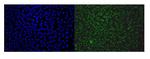 EAPP Polyclonal Antibody