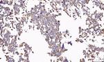 PP11 Antibody in Immunohistochemistry (Paraffin) (IHC (P))