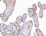 PP11 Antibody in Immunohistochemistry (Paraffin) (IHC (P))