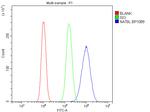 NAT8L Antibody in Flow Cytometry (Flow)