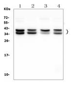 NAT8L Polyclonal Antibody
