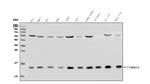 TIMM8A Antibody in Western Blot (WB)