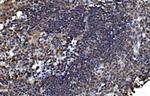 FAM105B Antibody in Immunohistochemistry (Paraffin) (IHC (P))