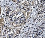 FAM105B Antibody in Immunohistochemistry (Paraffin) (IHC (P))