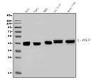 FAM105B Antibody in Western Blot (WB)