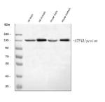 ATP4A Antibody in Western Blot (WB)