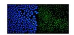 USP44 Polyclonal Antibody