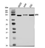 LAR4B Antibody in Western Blot (WB)