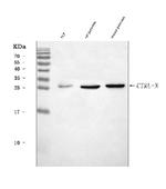 CTRL Polyclonal Antibody