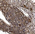 KLHL12 Antibody in Immunohistochemistry (Paraffin) (IHC (P))