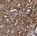 KLHL12 Antibody in Immunohistochemistry (Paraffin) (IHC (P))