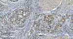 LSM7 Antibody in Immunohistochemistry (Paraffin) (IHC (P))