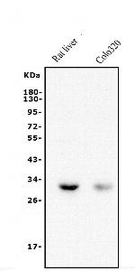 BDH1 Antibody in Western Blot (WB)