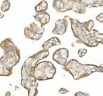 Ly-6E Polyclonal Antibody