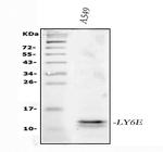 Ly-6E Antibody in Western Blot (WB)