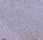 TRANK1 Antibody in Immunohistochemistry (Paraffin) (IHC (P))