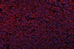 TRANK1 Antibody in Immunohistochemistry (Paraffin) (IHC (P))