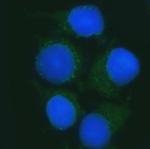 B3GNT2 Polyclonal Antibody