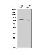 Nectin 3 Antibody in Western Blot (WB)