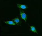 SCRN1 Polyclonal Antibody