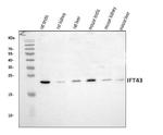 C14orf179 Antibody in Western Blot (WB)