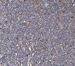 FKBP15 Antibody in Immunohistochemistry (Paraffin) (IHC (P))