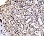 RAX2 Antibody in Immunohistochemistry (Paraffin) (IHC (P))