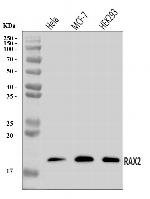 RAX2 Antibody in Western Blot (WB)
