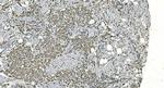 LSM8 Antibody in Immunohistochemistry (Paraffin) (IHC (P))