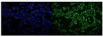 hnRNP H3 Polyclonal Antibody