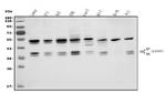 hnRNP H3 Antibody in Western Blot (WB)