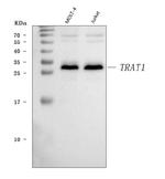 TRIM Polyclonal Antibody