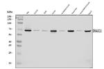 DNAJC11 Antibody in Western Blot (WB)