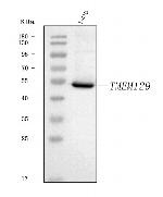 TMEM129 Polyclonal Antibody