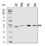 DPH5 Antibody in Western Blot (WB)