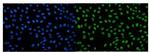 IGF2-AS Polyclonal Antibody