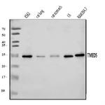 TMED5 Antibody in Western Blot (WB)